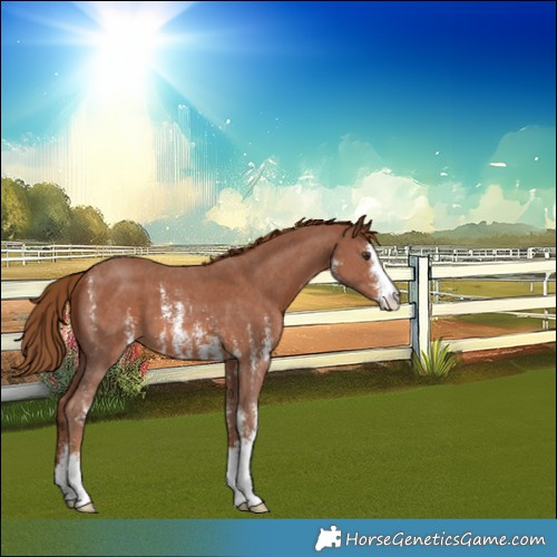 Horse Color:Chestnut Sabino 