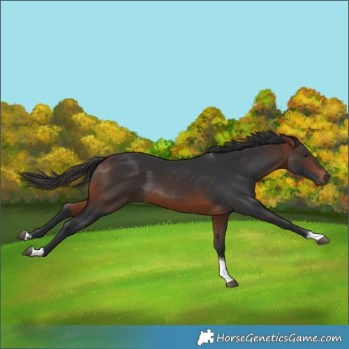Horse Color:Bay Tobiano