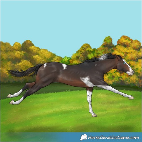 Horse Color:Brown Splash Tobiano 