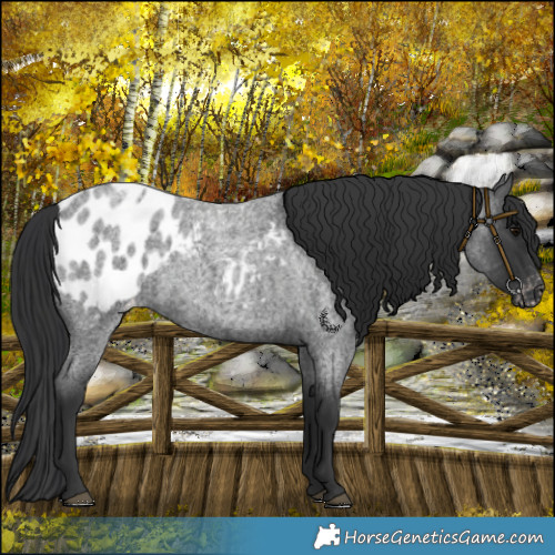 Horse Color:Blue Roan Blanket Rabicano 