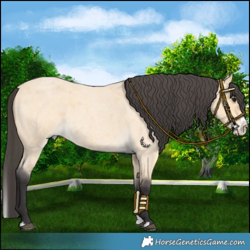 Horse Color:Buckskin Roan Splash