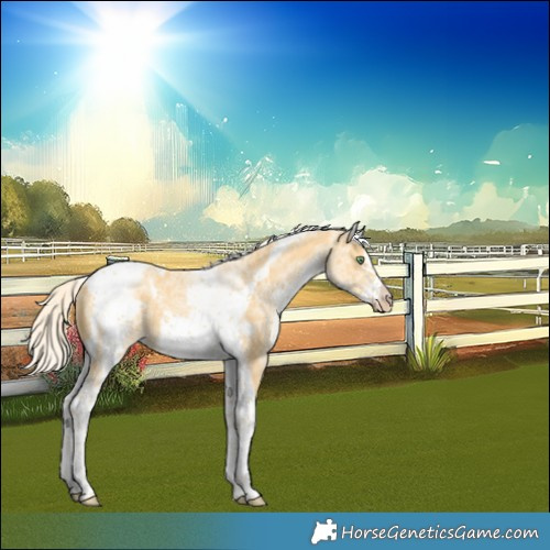 Horse Color:White Spotted Gold Cream Champagne Tobiano Frame 