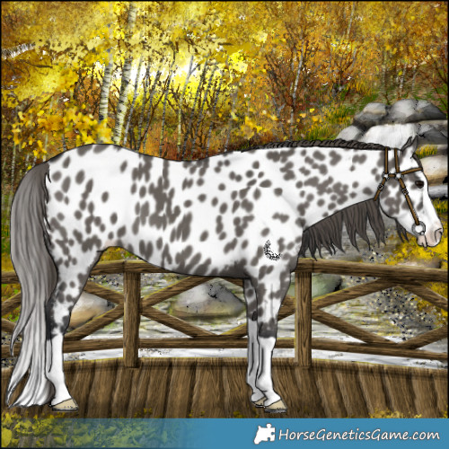 Horse Color:Grullo Splash Near Leopard