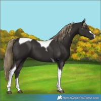 Horse Color:Liver Chestnut Tobiano