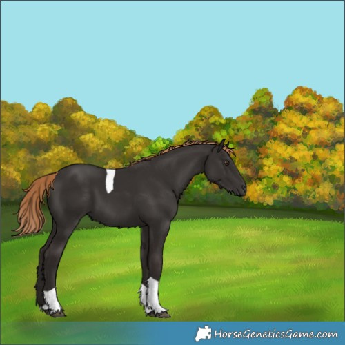 Horse Color:Liver Chestnut Tobiano