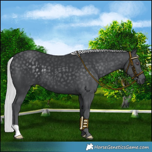 Horse Color:Silver Black Chinchilla 