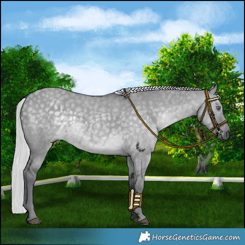 Horse Color:Silver Grullo Chinchilla