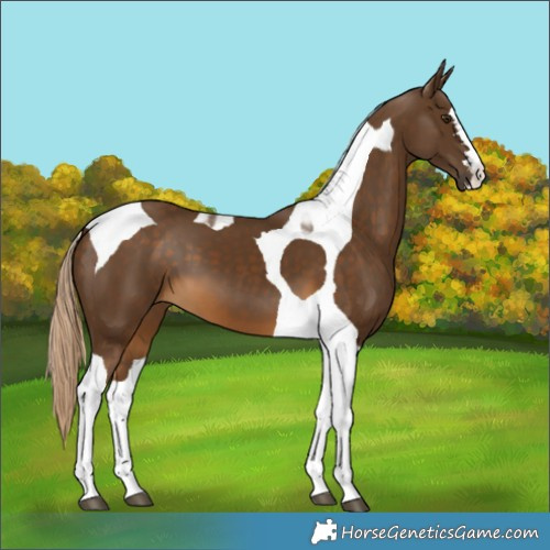 Horse Color:Chocolate Palomino Tobiano