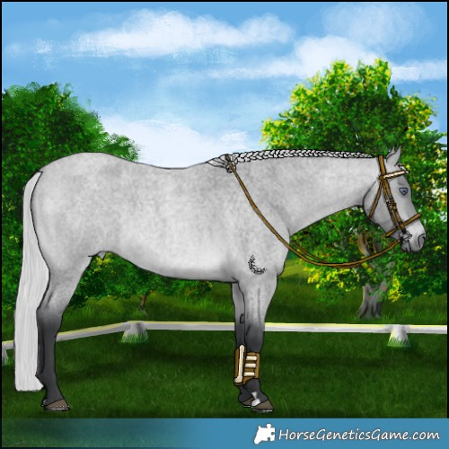 Horse Color:Silver Bay Chinchilla Roan Rabicano