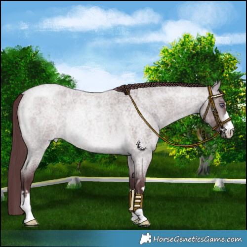 Horse Color:Chocolate Brown Chinchilla Roan Rabicano 
