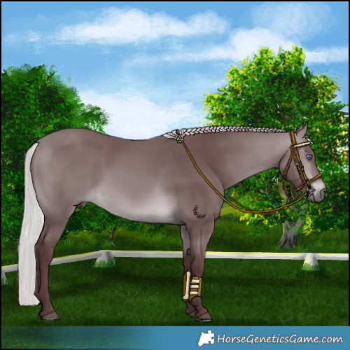 Horse Color:Chocolate Silver Brown Chinchilla 