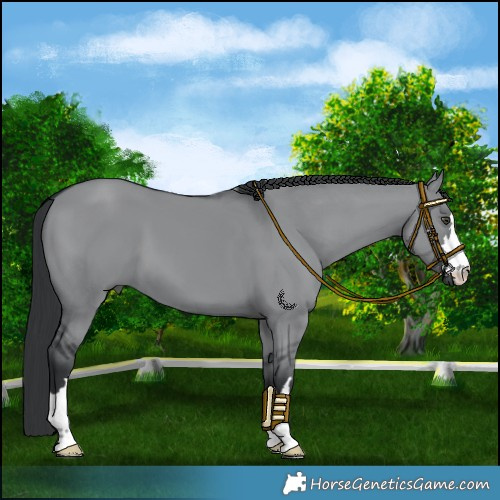 Horse Color:Grullo Chinchilla