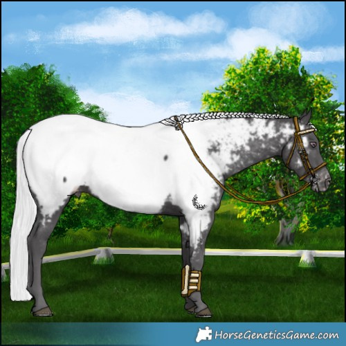 Horse Color:Silver Smoky Black Chinchilla Near Fewspot 