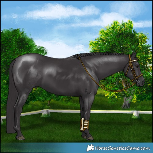 Horse Color:Smoky Black Chinchilla