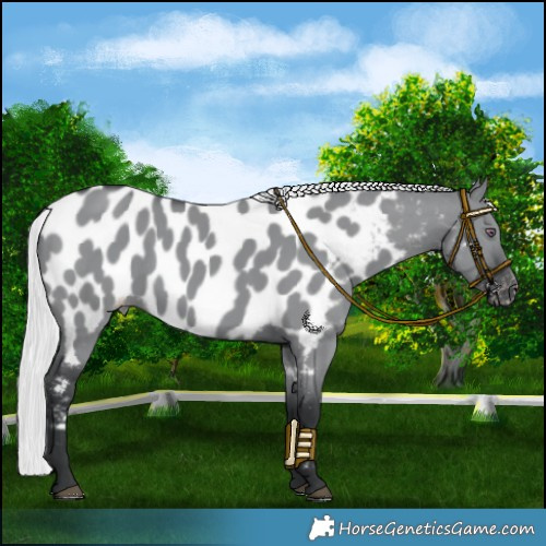 Horse Color:Silver Grullo Chinchilla Near Leopard 