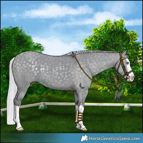 Horse Color:Silver Grullo Chinchilla Splash 
