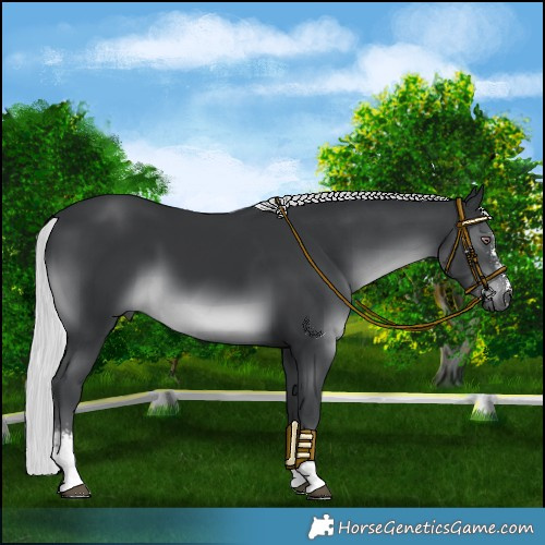 Horse Color:Silver Black Chinchilla Sabino 