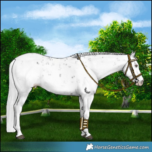 Horse Color:Silver Black Chinchilla Sabino 