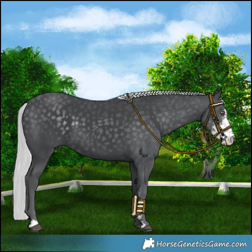 Horse Color:Silver Black Chinchilla Sabino 