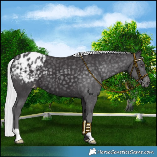 Horse Color:Silver Smoky Black Chinchilla Blanket 