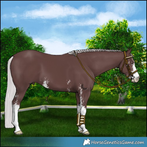 Horse Color:Chocolate Silver Smoky Black Chinchilla Sabino