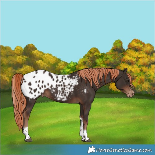 Horse Color:Liver Chestnut Tobiano Blanket
