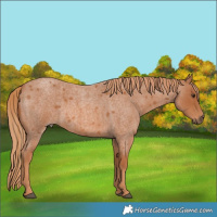 Horse Color:Red Roan