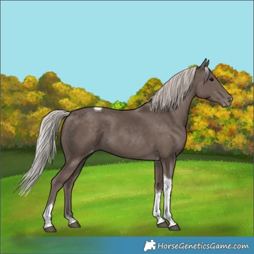 Horse Color:Silver Black Tobiano Varnish