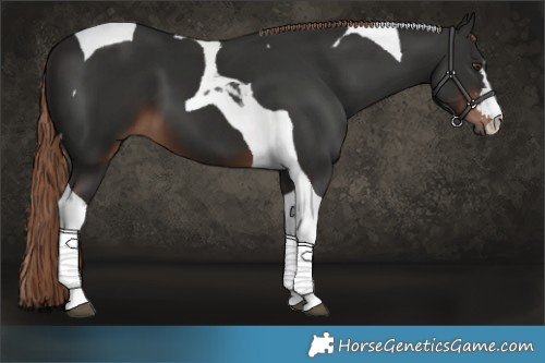 Horse Color:Liver Chestnut Tobiano 