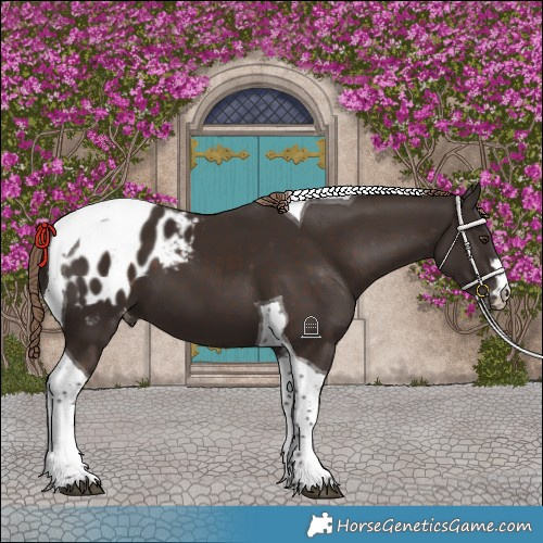 Horse Color:Liver Chestnut Tobiano Appaloosa