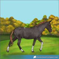 Horse Color:Liver Chestnut Tobiano Appaloosa 