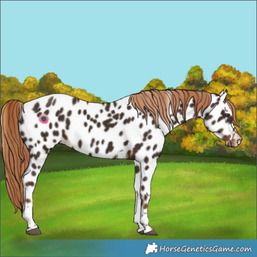 Horse Color:Liver Chestnut Tobiano Near Leopard
