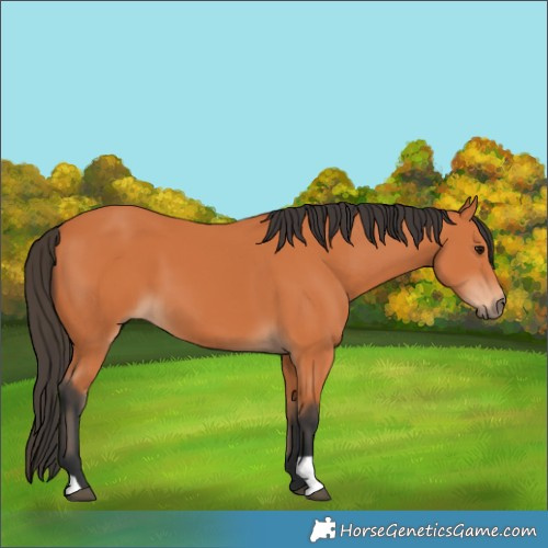 Horse Color:Bay 