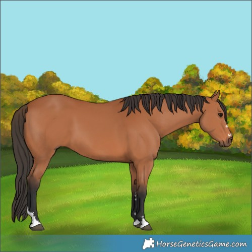Horse Color:Bay 