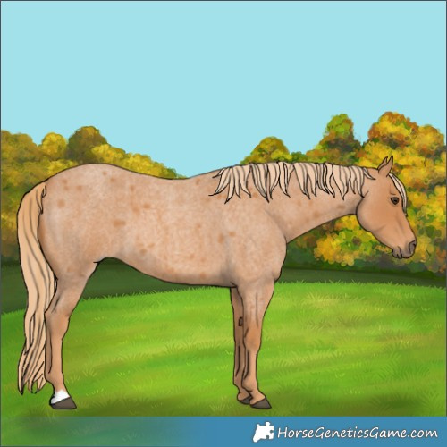 Horse Color:Red Roan 