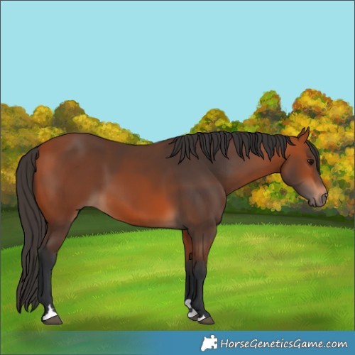 Horse Color:Bay 