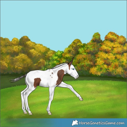 Horse Color:Bay Splash Tobiano 