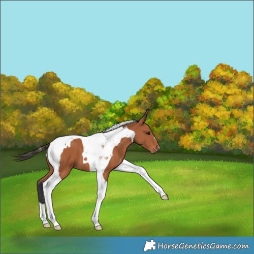 Horse Color:Bay Tobiano 