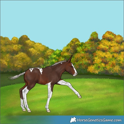 Horse Color:Silver Brown Splash Tobiano 