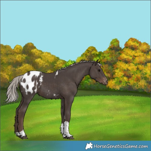 Horse Color:Silver Black Tobiano Blanket