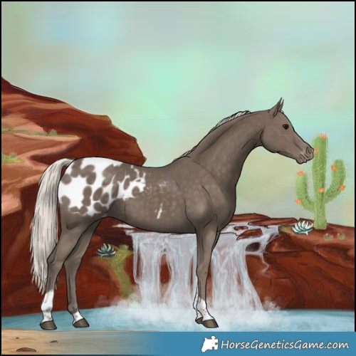 Horse Color:Silver Smoky Black Tobiano Blanket