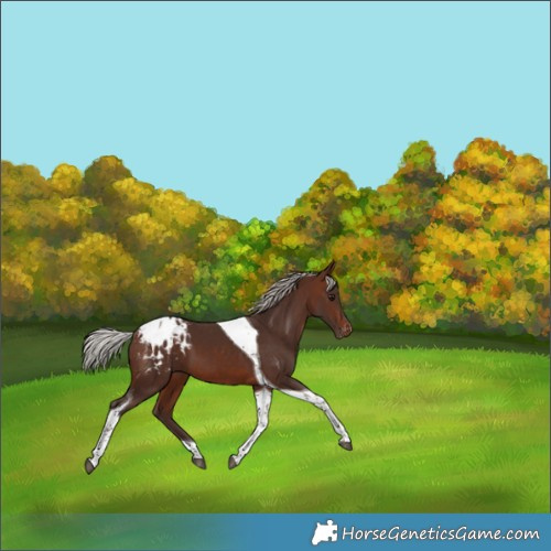 Horse Color:Silver Brown Tobiano Appaloosa 