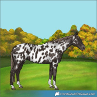 Horse Color:Liver Chestnut Tobiano Appaloosa