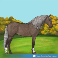 Horse Color:Silver Brown Dun