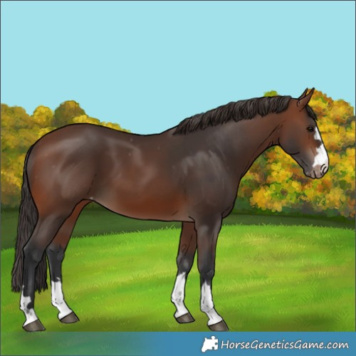 Horse Color:Brown Varnish 