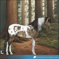 Horse Color:Buckskin Dun Tobiano Blanket Rabicano