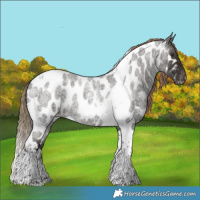 Horse Color:Liver Red Roan Tobiano Appaloosa 