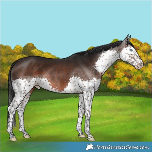 Horse Color:Brown Splash 