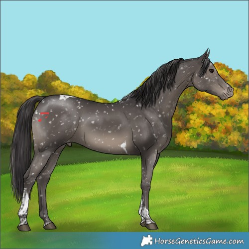Horse Color:Smoky Black Tobiano Appaloosa 
