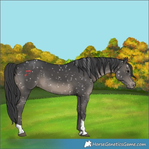 Horse Color:Black Tobiano Appaloosa